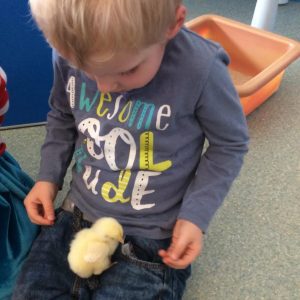 Chicks at our Beaconsfield nursery