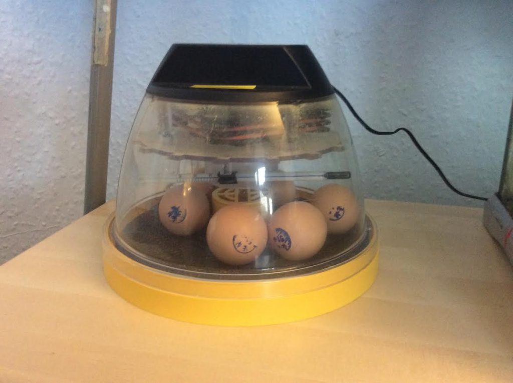 Incredible Eggs in their incubator at Northgate House Nursery in Beaconsfield